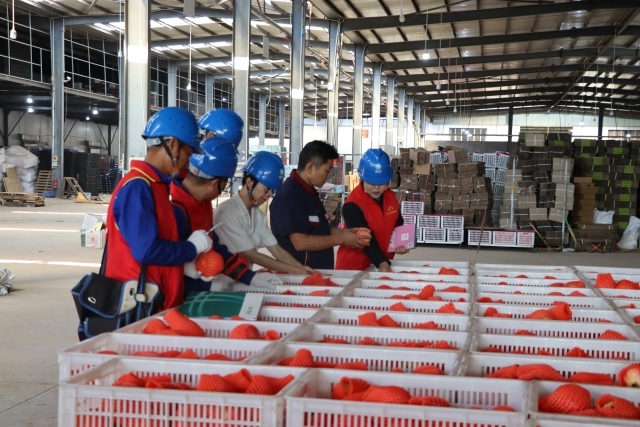 國網(wǎng)四川涼山會理市供電公司：當好石榴“電管家” 助力果農迎豐收