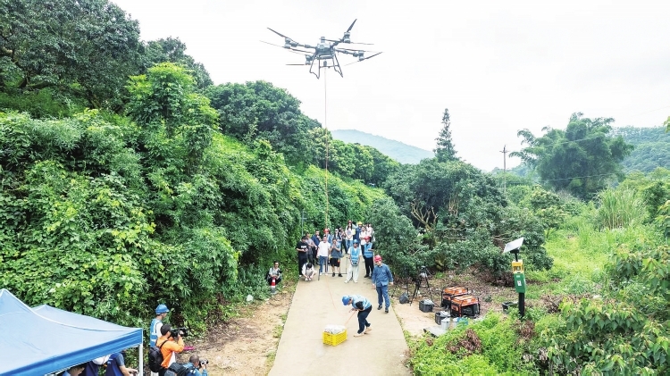 電網(wǎng)無人機為廣州從化農戶守住荔枝收益